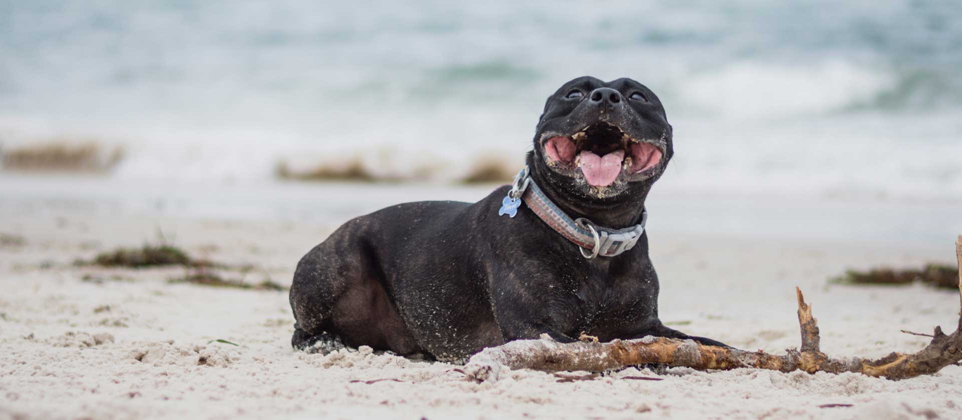 A happy boi with his big ol stick