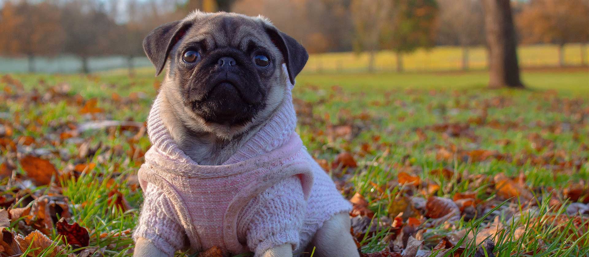 Tiny doggo showing off his tiny knitted sweater