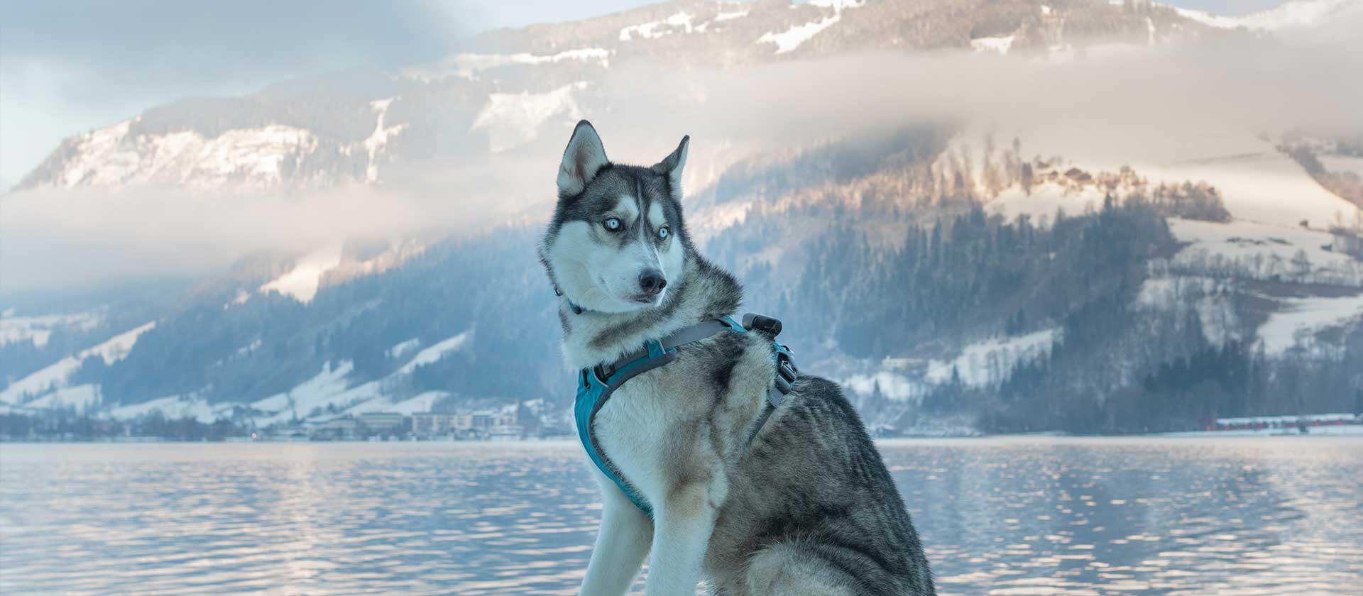 Fluffy boi enjoying the view