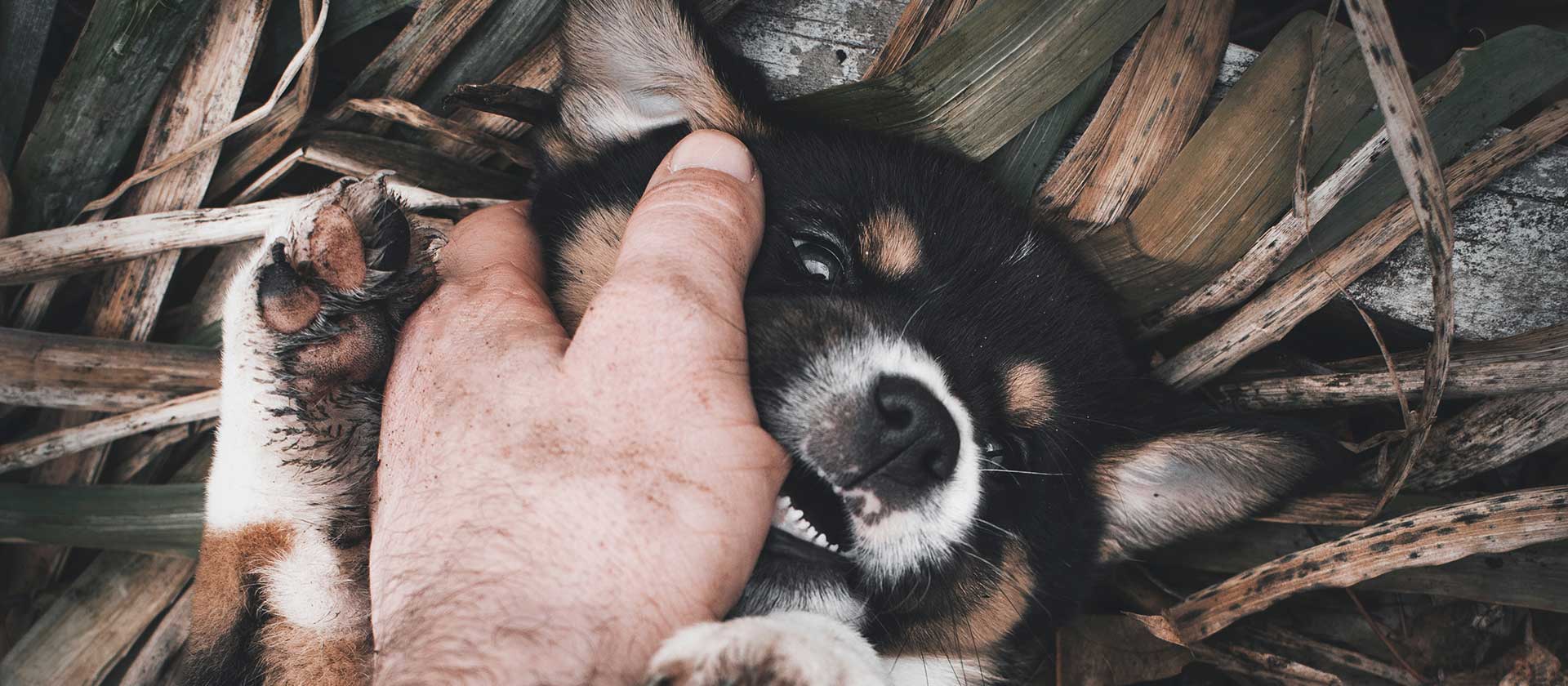 He protec, but also attac